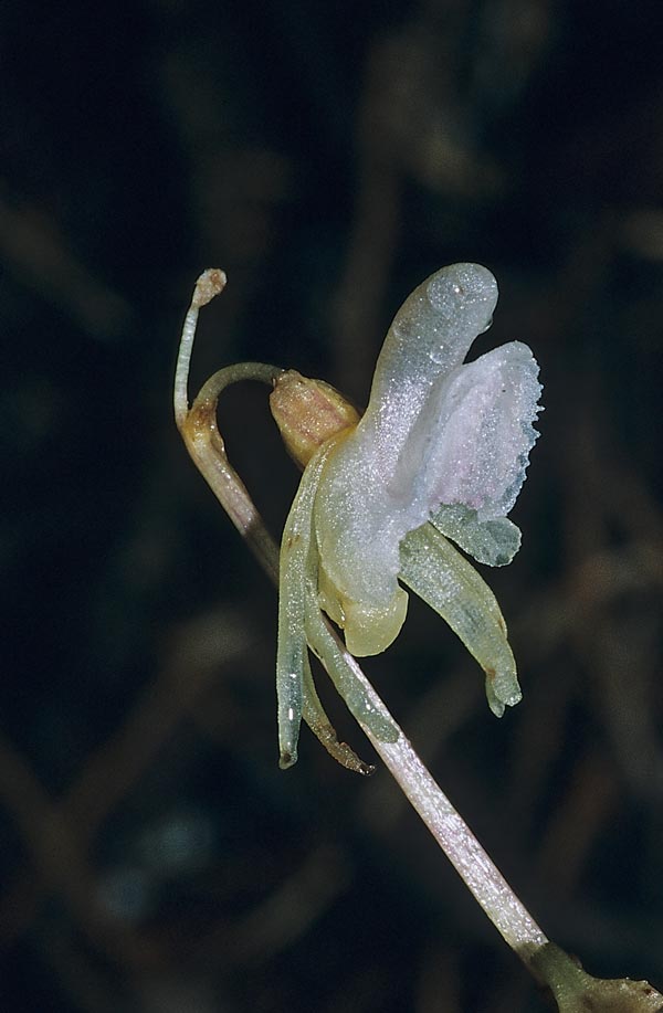 Publikationen von lansel-psychiatrie.ch blume2